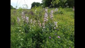 Image result for Triceratella drummondii