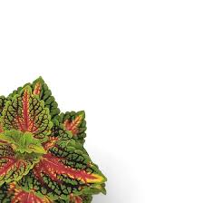 Image result for Coleus scutellarioides