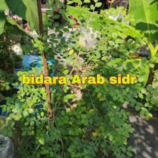 Ternyata manfaat tanaman bidara luar biasa hebat. Pokok Bidara Prices And Promotions Jun 2021 Shopee Malaysia