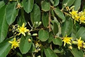 Image result for Grewia flava