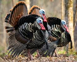 For the bird, see turkey (bird). Hunting What Did You Do Wrong Figuring That Is Part Of The Attraction For Turkey Hunters Portland Press Herald