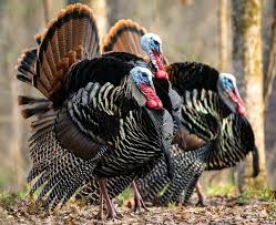 Blessed by a mediterranean climate and a rich. Hunting What Did You Do Wrong Figuring That Is Part Of The Attraction For Turkey Hunters Portland Press Herald