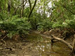 Image result for Acrostichum aureum