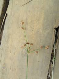 Image result for Fimbristylis dichotoma