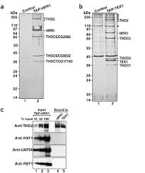 Set your multimeter to volts dc mode. Genome Wide Analysis Of Mrnas Regulated By The Tho Complex In Drosophila Melanogaster Nature Structural Molecular Biology