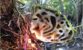 Check spelling or type a new query. Sarang Semut Papua Tanaman Khas Yang Dipercaya Manjur Obati Kanker Serta Tumor Cermati Com