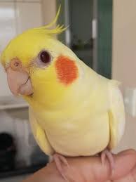 Baby Bird With No Feathers Calopsita Lutino Instagram Calopsitas Mansa In 2020 Cute Little Animals Cute Birds Cockatiel