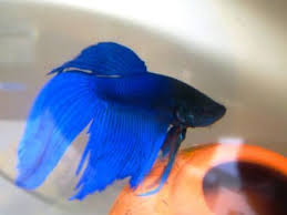 Your japanese fighter fish stock images are ready. Blue Japanese Fighting Fish I D Like Mine To Have Just A Touch Of Purple Pink Toms Gold Orange Betta Fish Betta Betta Fish Tank