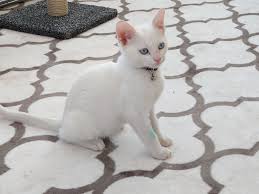 ankara kedisi resimleri angora cat fotograf indir resim kedi ankara