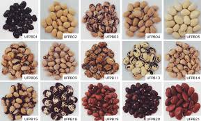 Image result for Phaseolus lunatus