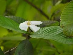 Image result for Gardenia resinifera
