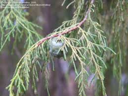 Image result for Cupressus funebris