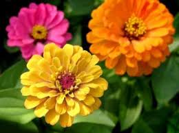 Highlighted below are some popular flowers and the personality traits that have often been associated with them. Popular Zinnia Varieties Different Types Of Zinnia Flowers For The Garden