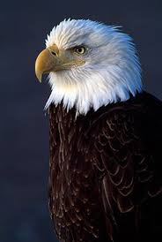 Birds Of Prey Common Sense Media Why Judge Yourself Bald Eagle Birds Eagle