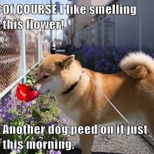 Check spelling or type a new query. I Has A Hotdog Flowers Funny Dog Pictures Dog Memes Puppy Pictures Pictures Of Dogs Dog Pictures Funny Pictures Of Dogs Dog Memes Puppy Pictures Doge Cheezburger