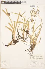 Image result for Isolepis costata