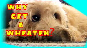 Maybe you would like to learn more about one of these? Why Get A Wheaten Terrier Youtube