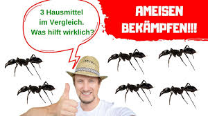 Abfälle sollte man täglich aus der wohnung bringen. Ameisen Bekampfen Hausmittel Im Vergleich Was Hilft Wirklich Youtube