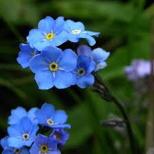 Hence, they do not require much maintenance on our behalf. Forget Me Not Myosotis Spp Growing Planting Caring
