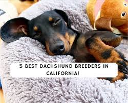 Akc mini dachshund (san diego city of san diego ) pic hide this posting restore restore this posting. 5 Best Dachshund Breeders In California 2021 We Love Doodles