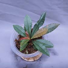 Image result for Sauvagesia