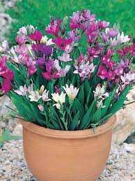 Image result for Babiana