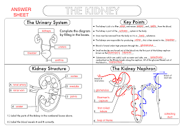 Gcse Biology Kidney Structure And Function Worksheet Updated Teaching Resources In 2020 Biology Worksheet Teaching Biology Medical School Studying