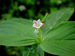 Image result for Spigelia anthelmia