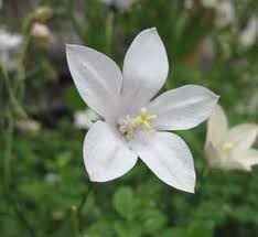 Image result for Wahlenbergia krebsii