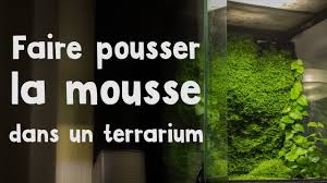 Comment Faire Pousser De La Mousse En Terrarium Avec Images Terrarium Grenouille Terrarium Terrarium Reptile