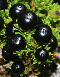 Image result for Eriosema nutans