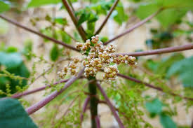 Image result for Obetia