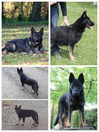 They are both double coats, having a more dense guard layer with a softer undercoat. Your Pup And It S Parents Pictures Please German Shepherds Forum