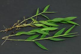 Image result for Pogonatherum paniceum