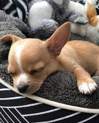 Eddie The Chihuahua Cute Dog On Instagram Throwback To My Gotcha Day Such A Smol Sleepy Pupper Cute Dogs Cute Baby Animals Chihuahua Cute