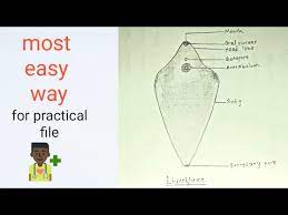 Maybe you would like to learn more about one of these? How To Draw Liverfluke Fasciola Hepatica Easy Way Step By Step Youtube