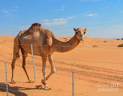 See more ideas about arabian art, arabian nights, arabians. 4 Arabian Camel In The Desert Photograph By Norm Lane