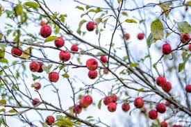 Flowers of malus sylvestris (crab apple). Crab Apple The Canadian Encyclopedia