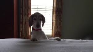 How does a lap of love veterinarian do euthanasia? Peaceful Pet Passage Home Facebook