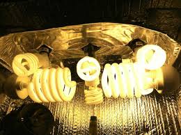 T5 grow lights are much easier to set up, and operate slightly more efficiently. How To Grow Weed With Cfls Grow Weed Easy