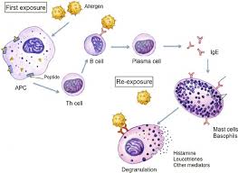 schematic diagram showing type i hypersensitivity reactions