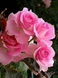 Pin On Flowers