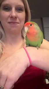 One time a flock of lovies flew overhead when I was in Sunnyslope. At least  30 birds. They were loud and it was amazing to hear and see them. I joined  this