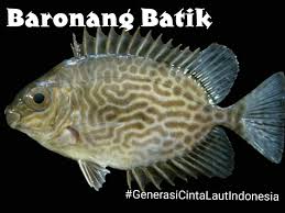 Panjang tubuhnya tidak lebih dari 30 sentimeter dan hidup di dasar laut dengan kedalaman 600 hingga 1.200 meter di bawah permukaan. 39 Thoughts On Quot Nama Nama Ikan Laut Dan Gambarnya