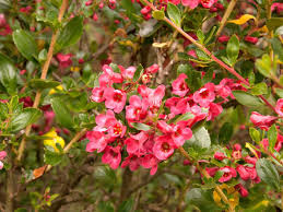 Image result for Escallonia