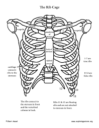 The rib cage is a primarily protective structure, encircling the heart and lungs. Shoulder Rib Cage And Upper Limb