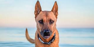 Care25 for a flat 25% off. 10 Best Gps Pet Trackers Collars For 2021