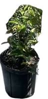 Image result for Eugenia aschersoniana