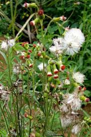 Image result for Crassocephalum crepidioides