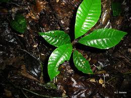 Image result for Pouteria adolfi-friedericii